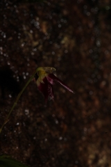 Bulbophyllum onivense image
