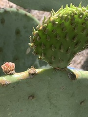 Opuntia