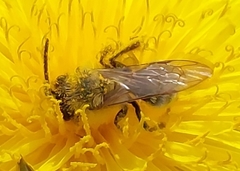 Andrena nitida