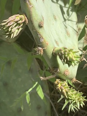 Opuntia