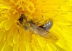 Andrena nitida