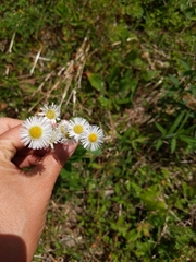 Erigeron