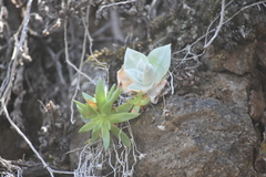 Dudleya formosa