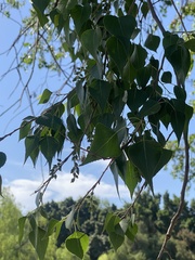 Populus mexicana