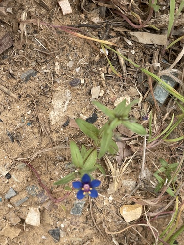 Foemina Blue Pimpernel
