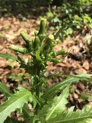 Erechtites hieraciifolius image
