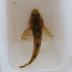 Cottus confusus