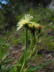 Schlagintweitia intybacea