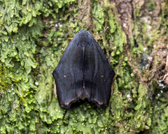 Macaduma