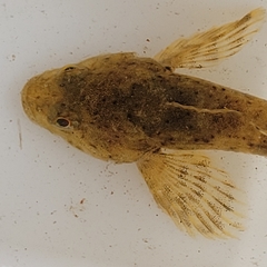 Cottus confusus