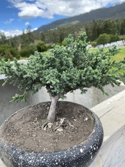 Juniperus procumbens