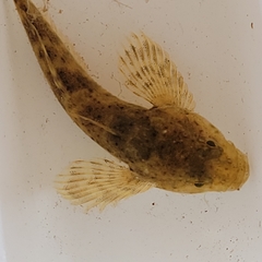 Cottus confusus