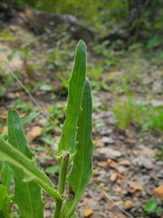 Schlagintweitia intybacea