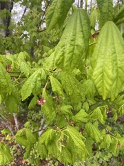 Acer circinatum