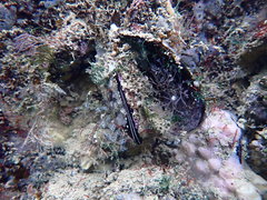 Choromytilus meridionalis