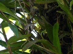 Prosthechea brachychila