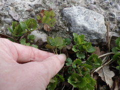 Glechoma hederacea