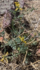 Corydalis aurea aurea
