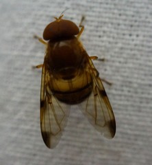 Copestylum tympanitis