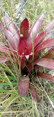 Tillandsia complanata
