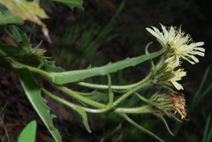 Schlagintweitia intybacea