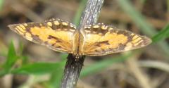 Byblia anvatara acheloia