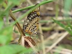 Byblia anvatara acheloia