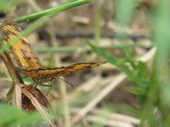 Byblia anvatara acheloia