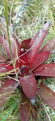 Tillandsia complanata