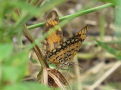 Byblia anvatara acheloia