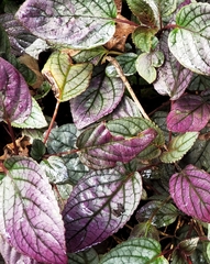 Hemigraphis alternata