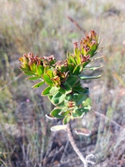Lobostemon sanguineus
