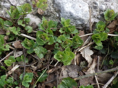Glechoma hederacea