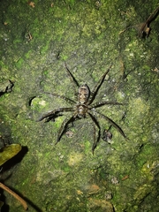 Heteropoda amphora
