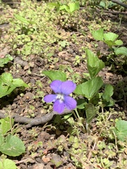 Viola sororia