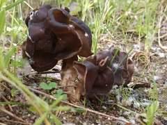 Helvella monachella