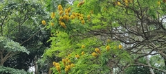 Cenostigma pluviosum
