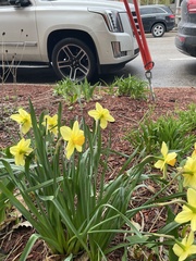 Narcissus