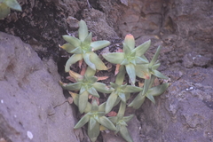 Dudleya formosa