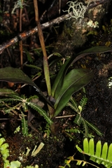 Polystachya concreta