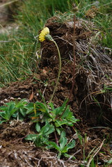 Pilosella lactucella