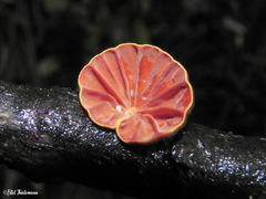 Anthracophyllum discolor