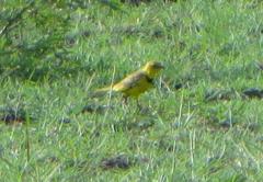 Tmetothylacus tenellus