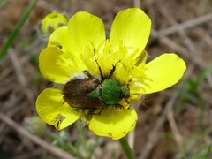 Pygopleurus israelitus