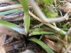 Carex montana