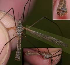 Tipula pabulina