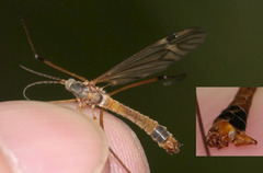Tipula variicornis