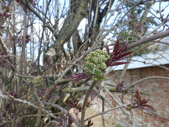 Sambucus racemosa