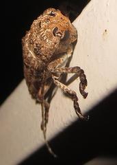 Niphona appendiculata