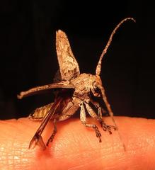 Niphona appendiculata